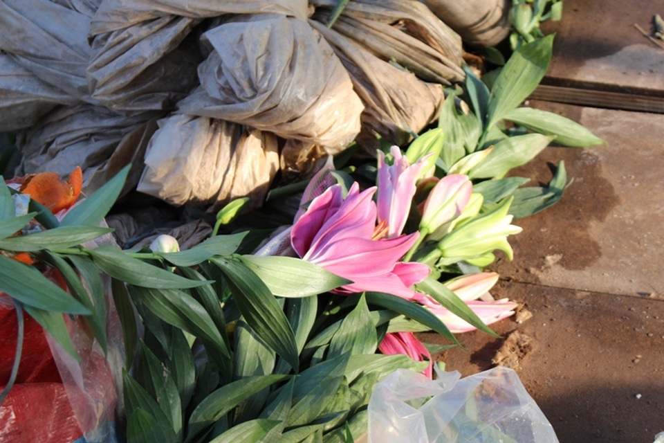 Nhiều cây hoa đã sớm hỏng, héo tàn.