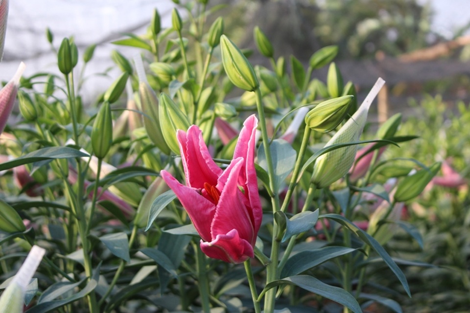 Hoa nở nhanh và chất lượng không được đẹp.