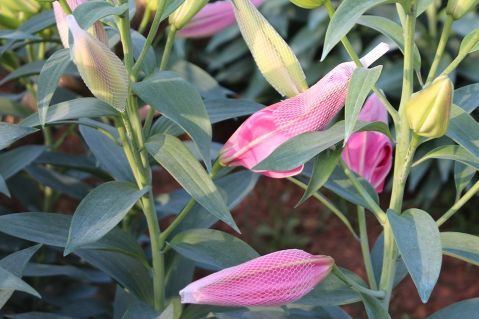 Dù được bọc bằng bao lưới nhưng hoa vẫn nở nhanh.