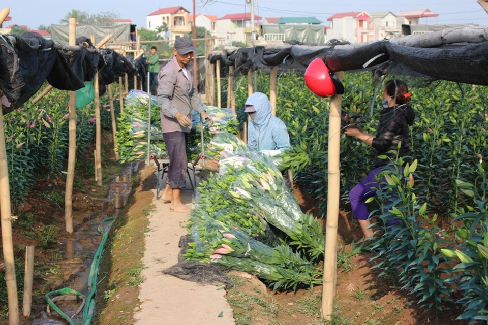 Nhiều lái buôn đã thu mua hoa đem về tích trữ trong kho lạnh để đáp ứng nhu cầu chơi hoa ly dịp Tết Đinh Dậu.