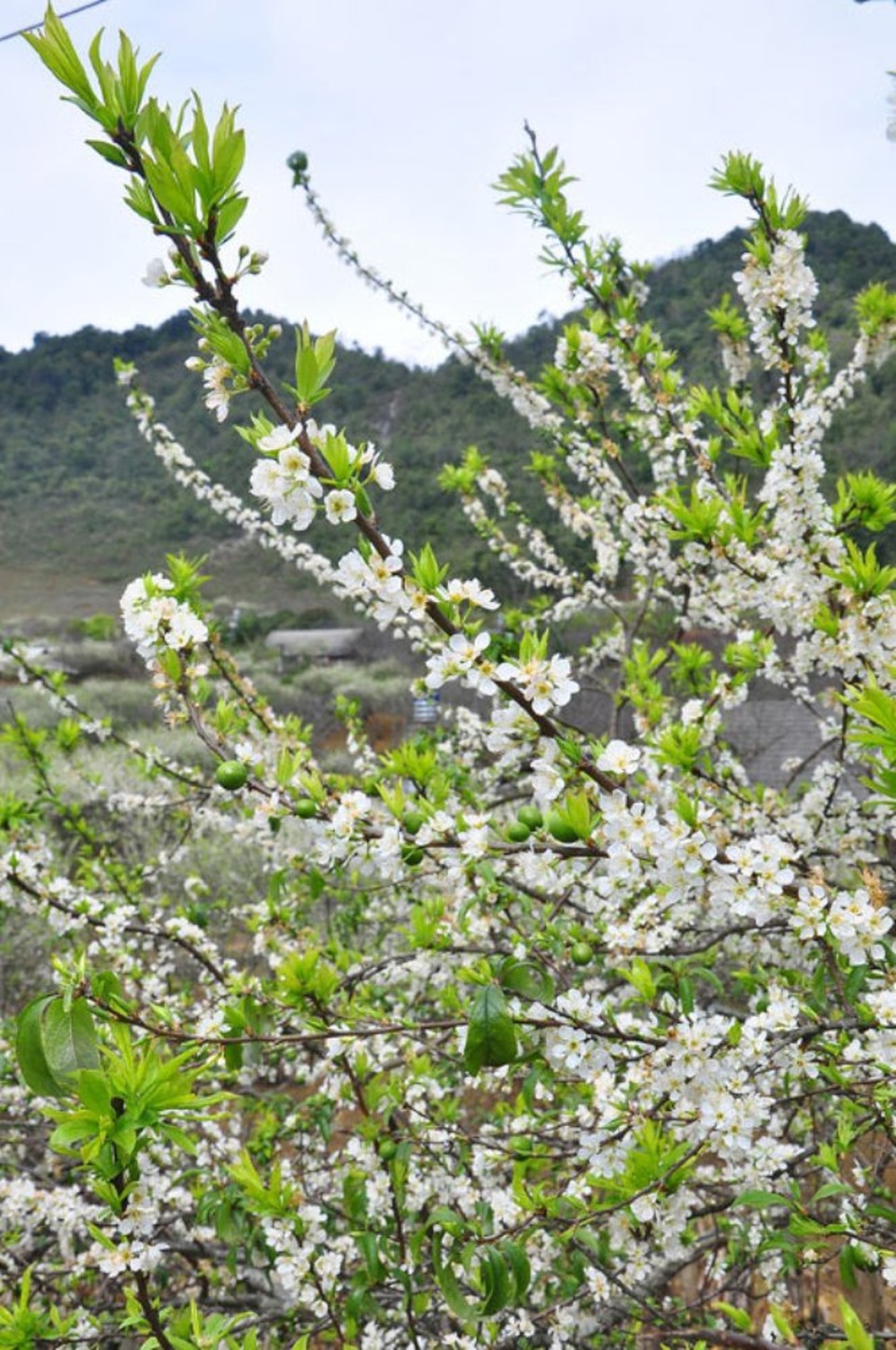 Nằm ở độ cao hơn 1.000 m so với mặt nước biển, Mộc Châu sở hữu bầu không khí trong lành, khoáng đạt. Đến với bản cao Tây Bắc những ngày này, du khách sẽ được chiêm ngưỡng những đồi hoa mơ, hoa mận khoe sắc trắng tinh khôi.