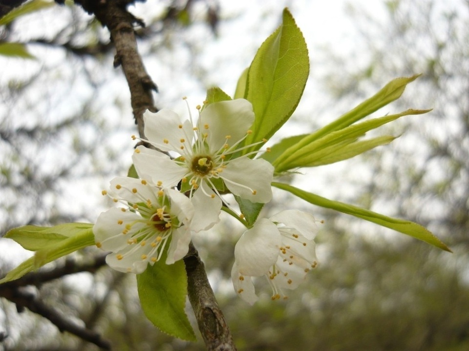 Hoa mận nếu thoạt nhìn sẽ có cảm giác hơi giống với hoa đào rừng, thế nhưng nếu ngắm kỹ bạn sẽ thấy hoa mận nở thành chùm dày, cánh hoa mỏng ôm trọn lấy nhụy vàng.