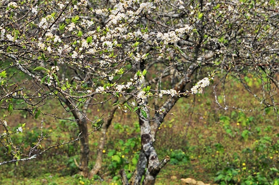 Những nhánh hoa mận trổ bông, đâm lá trong tiết nóng ẩm của mùa xuân và cho trái chín vào mùa hè. Rừng mận sẽ nhanh chóng trút lá vào mùa đông để ủ mầm cho mùa xuân năm sau.