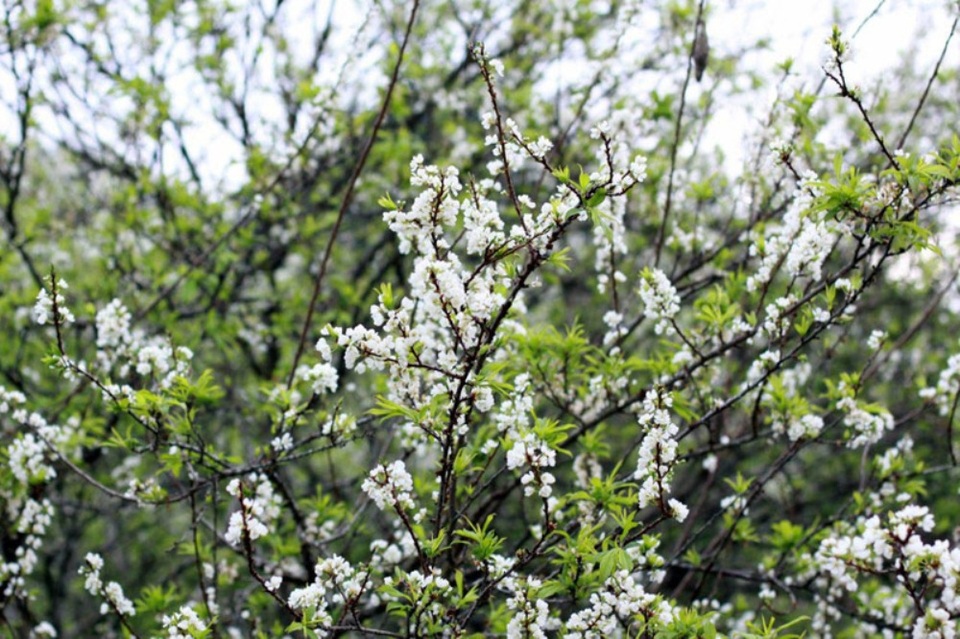 Hoa mận là loài hoa đặc trưng của Mộc Châu mà không nơi nào có được. Mùa hoa cải trắng là một trong những thời điểm du lịch Mộc Châu tuyệt vời nhất trong năm. Khoảng thời gian từ cuối tháng 1 đến giữa tháng 2 chính là thời điểm hoa cải trắng nở đẹp nhất.