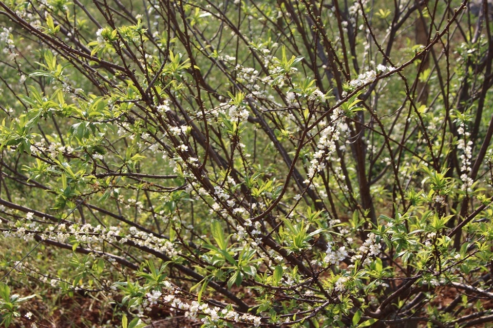 Tuy nhiên, tùy vào thời tiết mỗi năm mà thời gian hoa mận nở có thể sớm hoặc muộn. Như năm nay, do thời tiết khá nóng nên hoa nở lác đác theo từng đợt, hoa ra ít, không đều.