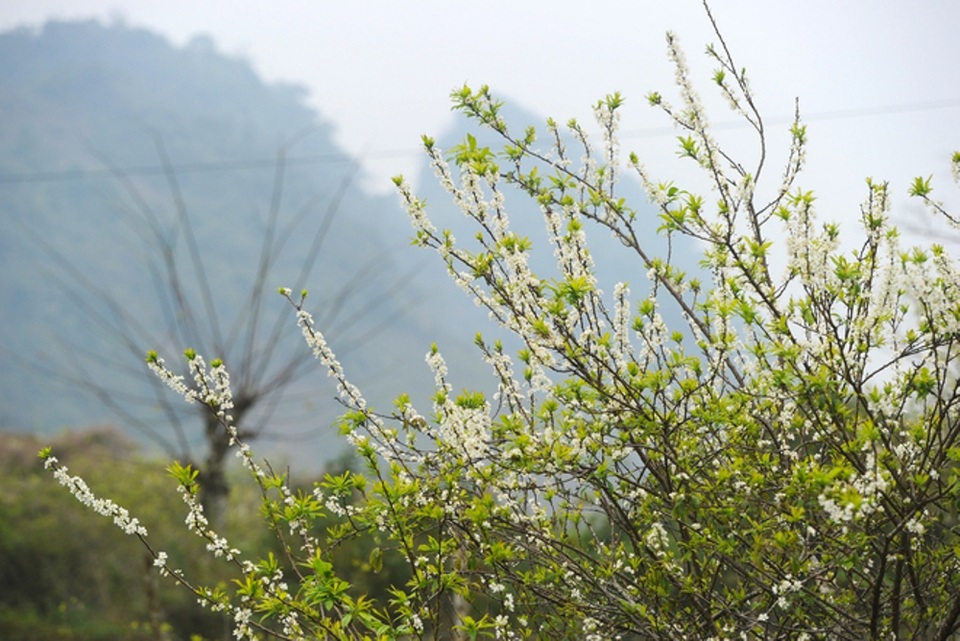 Bên cạnh đó, mùa hoa mận Mộc Châu rất mau tàn, thường chỉ kéo dài khoảng 2-3 tuần. Chính vì thế nên nhiều du khách đến Mộc Châu đều tiếc ngẩn ngơ vì không có cơ hội chiêm ngưỡng vẻ đẹp của loài hoa này.