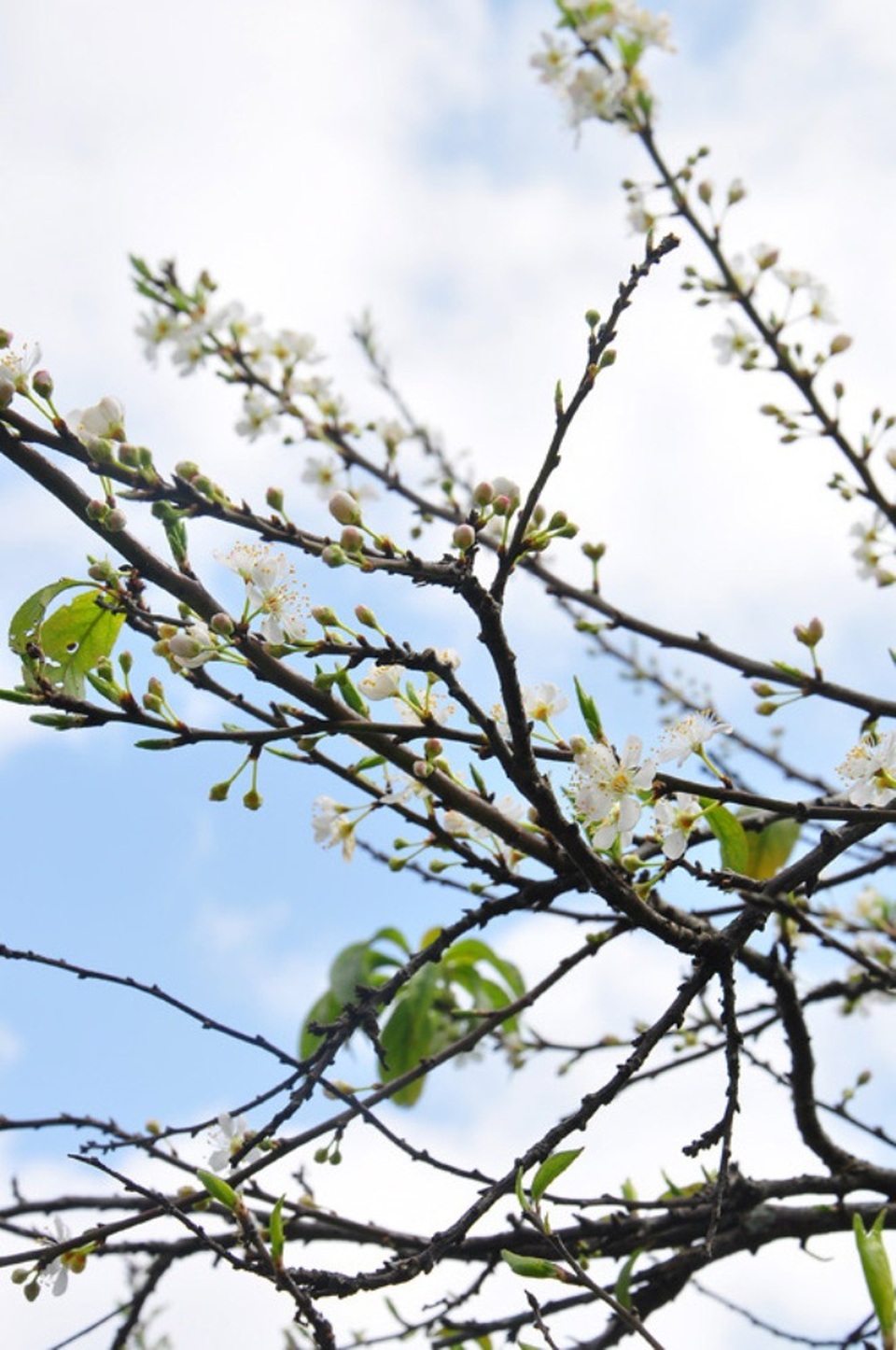 Theo lời những người dân bản địa, mọi năm, khi đến Mộc Châu vào mùa hoa mận trắng, khung cảnh nơi đây đẹp tựa như xứ sở thần tiên thuần khiết, mơ mộng với những cánh đồng, thung lũng, con đường, sườn đồi,…tràn ngập màu trắng tinh khôi.