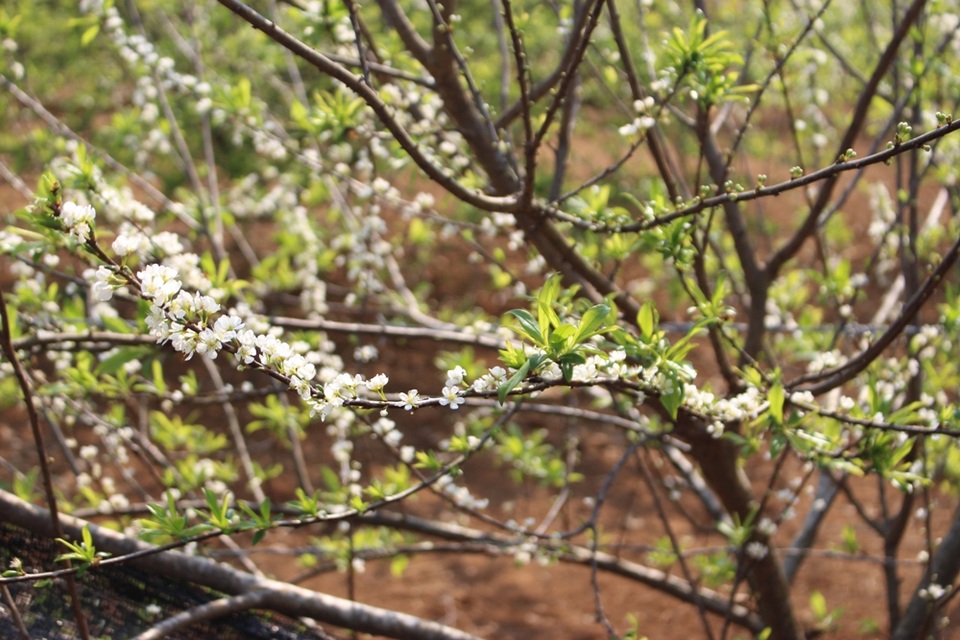 Các điểm có hoa mận nở đẹp nhất là Phiêng Cành, Lóng Luông, tiểu khu Ba Khe, Thông Cuông, Pa Phách, Tân Lập, bản Áng…Trong đó, khu vực rừng thông bản Áng và đường lên cửa khẩu Lóng Sập là nơi có nhiều hoa mận nhất, hoa mận nở rộ đẹp nhất.