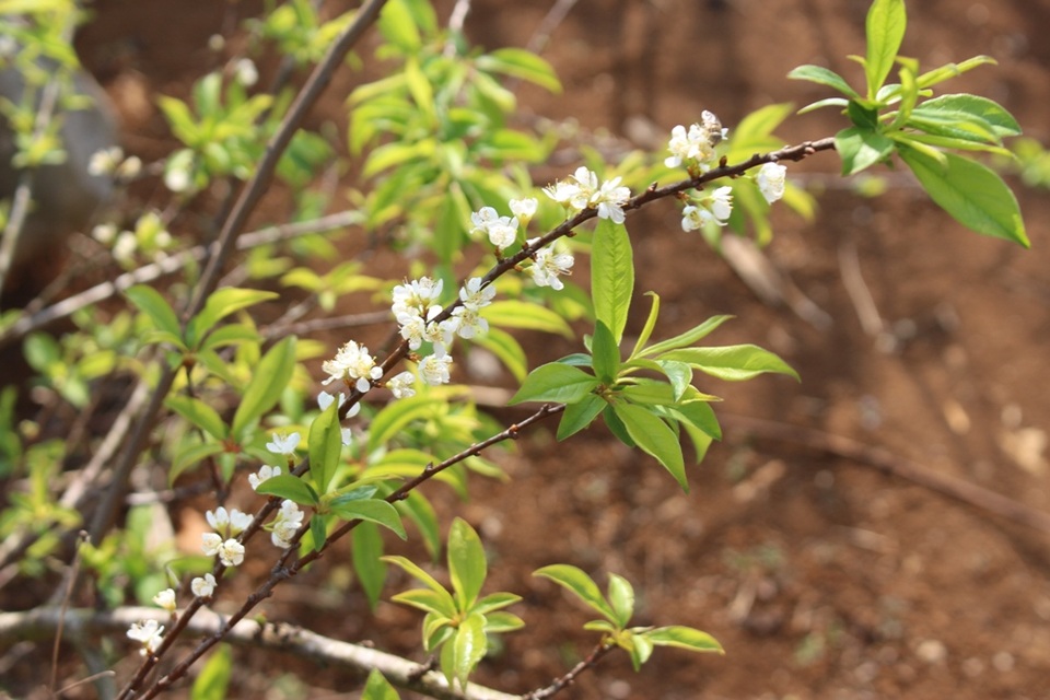 Hoa mận được ví như một thiếu nữ Tây Bắc đang ở độ xuân sắc, mong manh, nhẹ nhàng mà khó chạm đến. Đẹp như vậy nên nó cũng khéo lựa đúng thời điểm để nở. Khi đông qua, xuân tới, tiết trời trở nên ấm áp hơn đôi chút thì mới bắt đầu nảy mầm, đơm hoa.