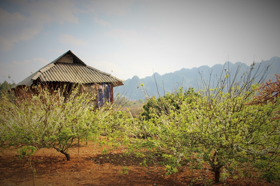 
Sắc hoa mận cùng cảnh vật Mộc Châu đã làm say lòng bao du khách. Tuy hoa nở ít, nhưng nếu biết chọn góc chụp, du khách vẫn có thể lưu giữ những khoảnh khắc tuyệt đẹp cùng hoa mận Mộc Châu.
