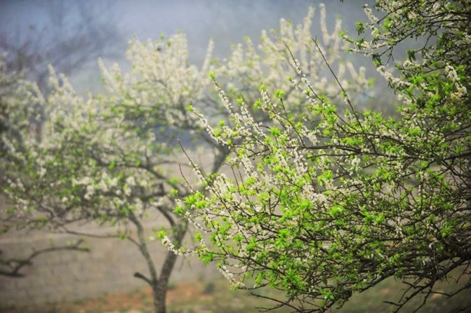 Một số loài hoa như: hoa cải, hoa dã quỳ, hoa ban ở Mộc Châu không mọc theo kiểu lẻ tẻ mà thường nở rộ cả một đồi, cả một thung lũng. Hoa mận cũng thế, hàng vạn cây mọc san sát nhau nên vào đúng thời điểm cả một đồi hoa như khoác thêm một chiếc áo mới tinh khôi trong nên trời xanh thẳm.