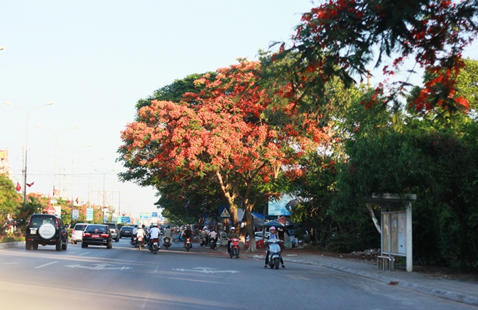 Hàng nghìn cây phượng "xơ xác" ngay trước Lễ hội Hoa phượng đỏ - 1
Con đường hoa phượng đẹp nhất Việt Nam rực rỡ mỗi độ hè về (ảnh chụp 5/2016)