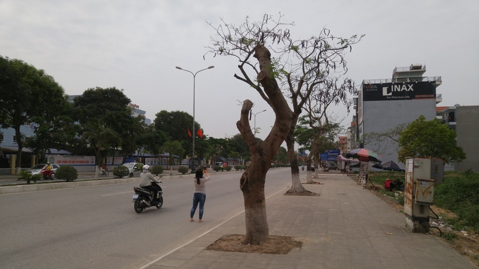 Hàng nghìn cây phượng "xơ xác" ngay trước Lễ hội Hoa phượng đỏ - 2
Năm nay, đường hoa xơ xác, trơ trọi dù Lễ hội Hoa phượng đỏ đã cận kề.