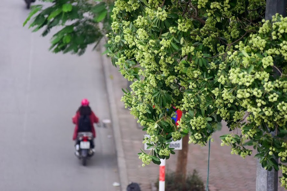 Người dân Thủ đô "than trời" vì mùi hoa sữa nồng nặc khắp phố - 6 Theo ghi nhận chỉ trên một đoạn ngắn ở đường Nguyễn Chí Thanh đã có gần trăm cây hoa sữa mọc chen chúc, san sát nhau