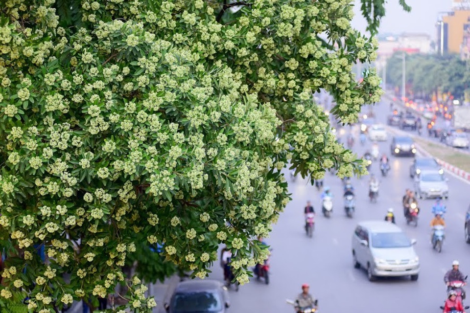 Người dân Thủ đô "than trời" vì mùi hoa sữa nồng nặc khắp phố - 2 Vào mua, hoa sữa nở trắng xoa, hương hoa nồng nàn gây cảm giác ngộp thở đối với người đi đường