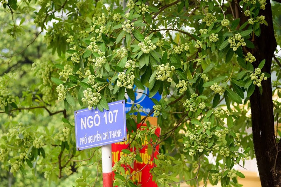 Người dân Thủ đô "than trời" vì mùi hoa sữa nồng nặc khắp phố - 4 Người dân Thủ đô "than trời" vì mùi hoa sữa nồng nặc khắp phố - 4