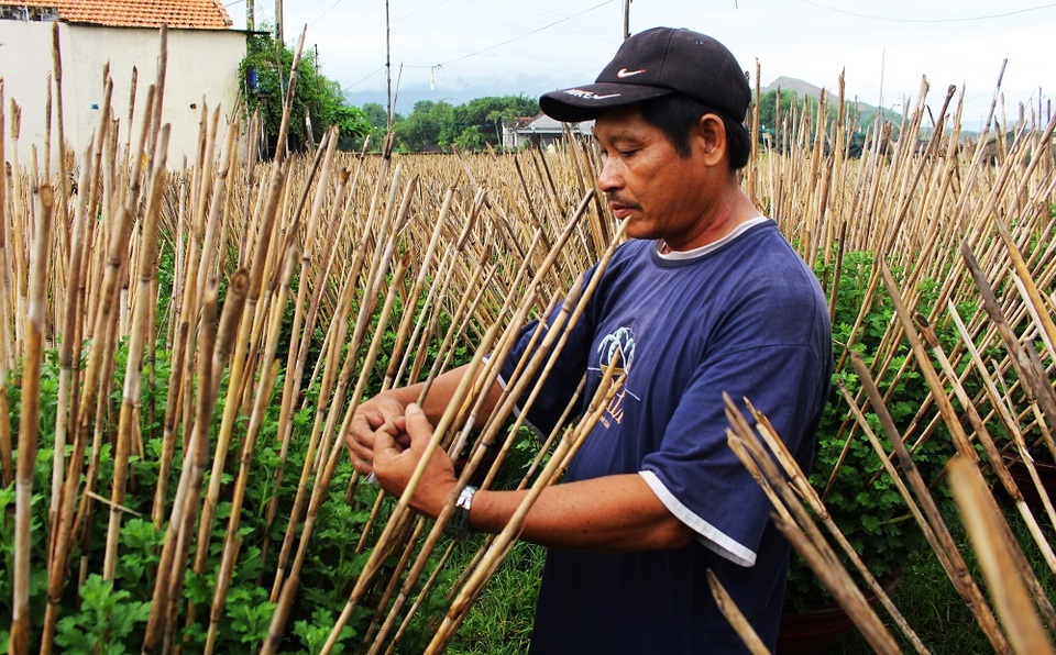 Người dân trồng hoa ở làng hoa Phong Phú, một làng hoa nổi tiếng ở Nam Trung Bộ đang tích cực chăm bón bên vụ hoa Tết Đinh Dậu - Ảnh: Viết Hảo