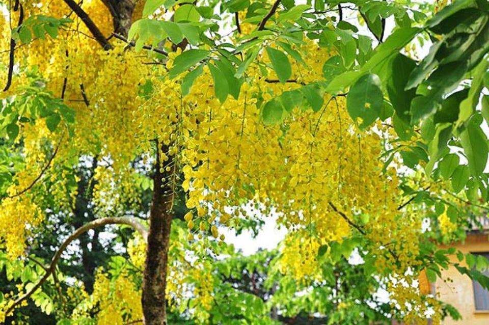 Sắc hoa bọ cạp vàng rực rỡ cả một góc phố.