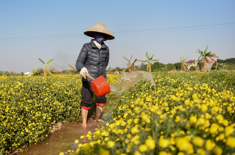 
Hoa cúc cần tưới đủ nước mới nở. Một vụ, trung bình mỗi ruộng, bà con sẽ thu hoạch được khoảng 3 tạ đến 3,5 tạ hoa tươi.
