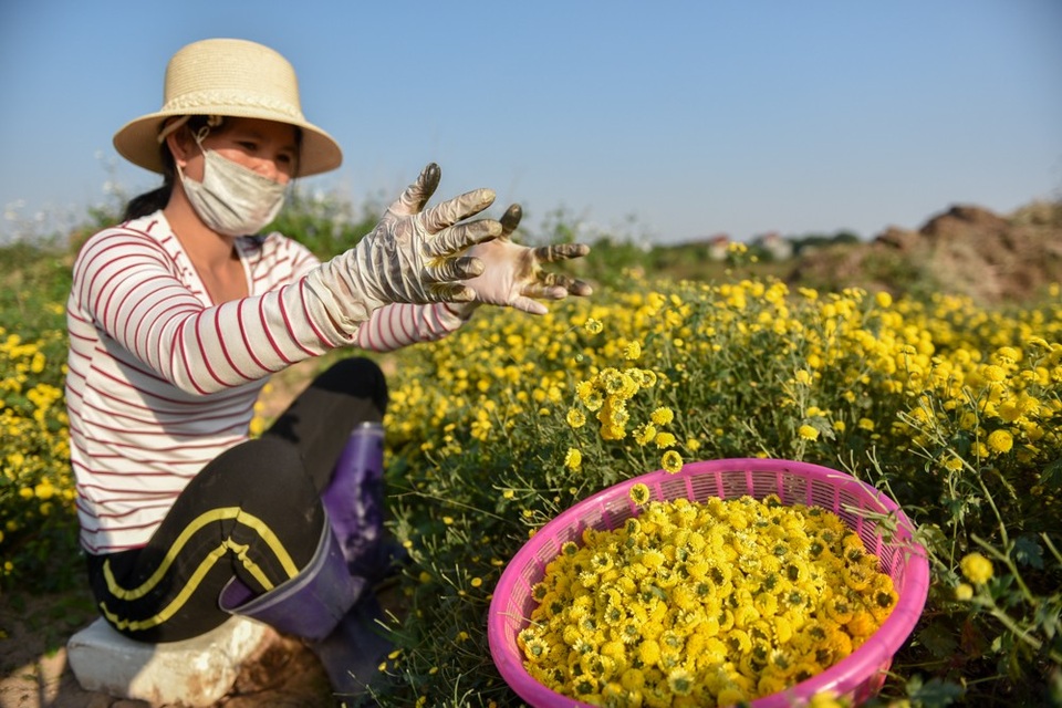 
Năm nay cúc được mùa, được giá khiến người dân trồng hoa cảm thấy rất vui.
