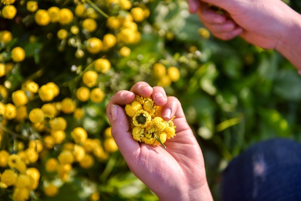 
Cúc tiến vua là loài cúc thân mảnh, hoa mọc theo chùm như những quả cầu nhỏ. Không kiêu sa như hoa hồng hay đậm hương như hoa ly, hoa đẹp thuần khiết, bình dị. Được xếp vào hàng tứ quý tùng - trúc - cúc - mai nên cúc tiến vua được nhiều người yêu thích.
