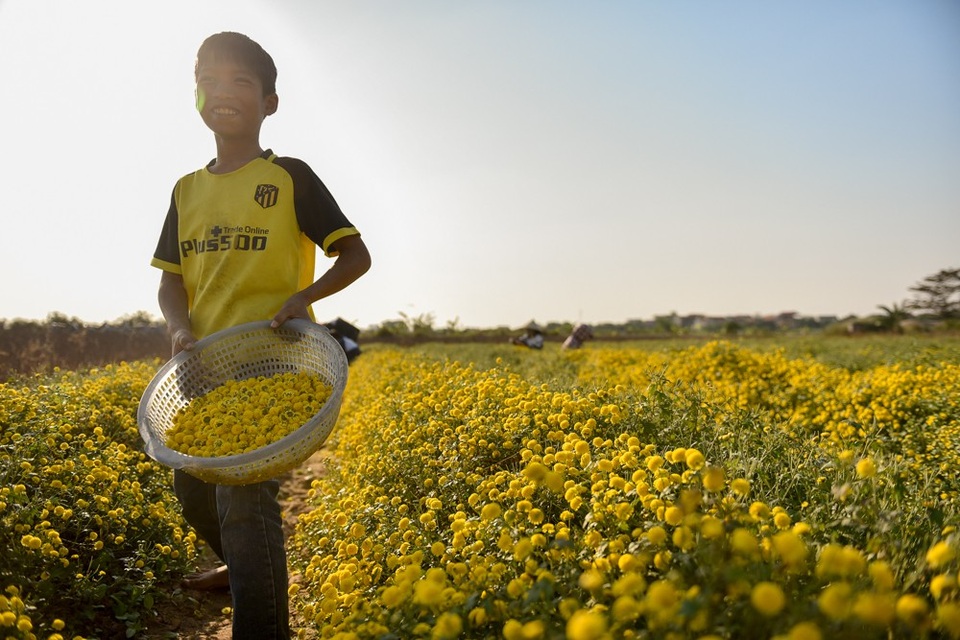 
Bé trai thu hái hoa phụ giúp gia đình sau giờ học.
