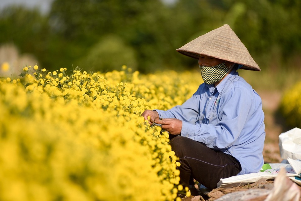 
Thu hoạch số lượng lớn nên các chủ vườn thường phải thuê người phụ giúp.
