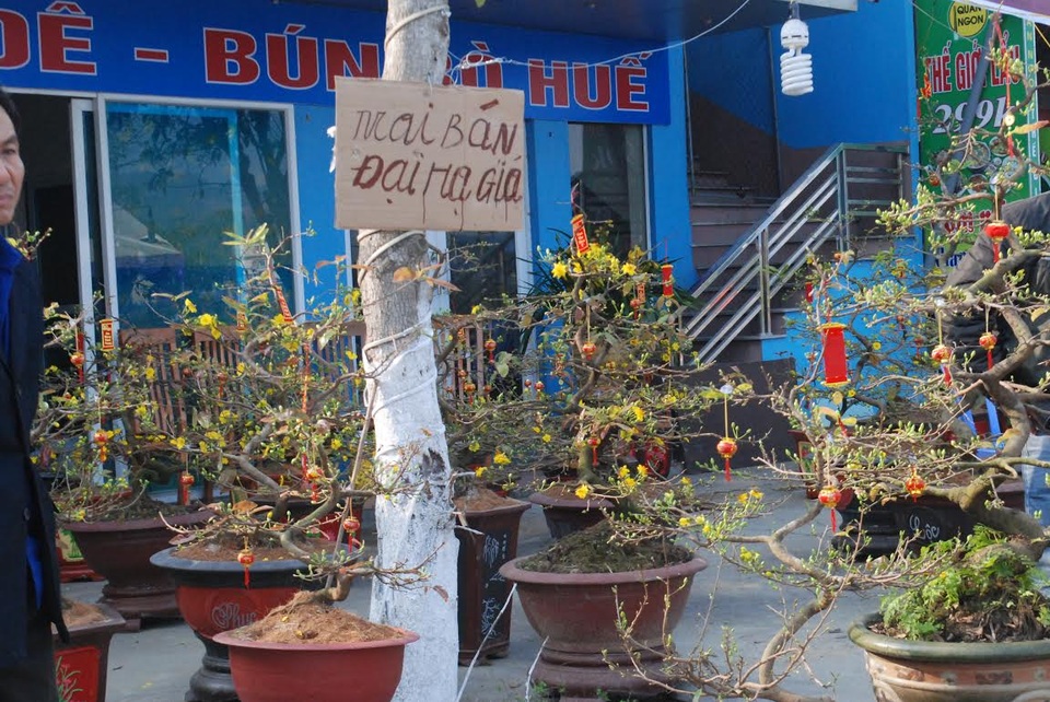 Lào Cai: Nhiều loại hoa Tết tiền triệu "đại hạ giá" vẫn ế dài - 2 Lào Cai: Nhiều loại hoa Tết tiền triệu "đại hạ giá" vẫn ế dài - 2