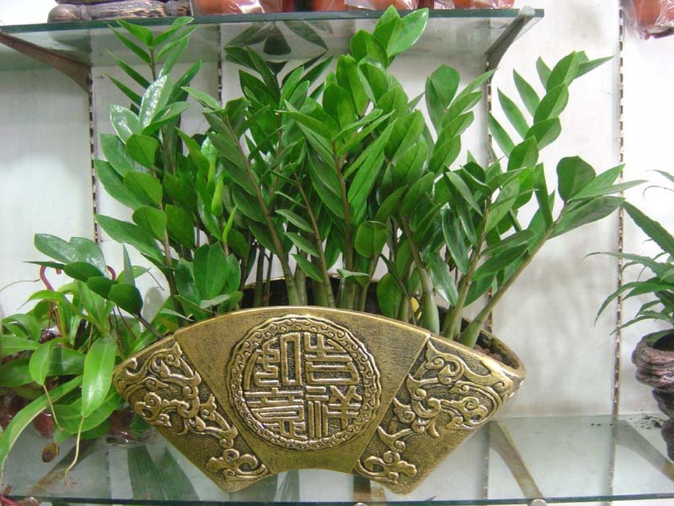8 loại cây cảnh phong thủy “hút” tài lộc trong dịp đầu năm mới - 2 8 loại cây cảnh phong thủy “hút” tài lộc trong dịp đầu năm mới - 2