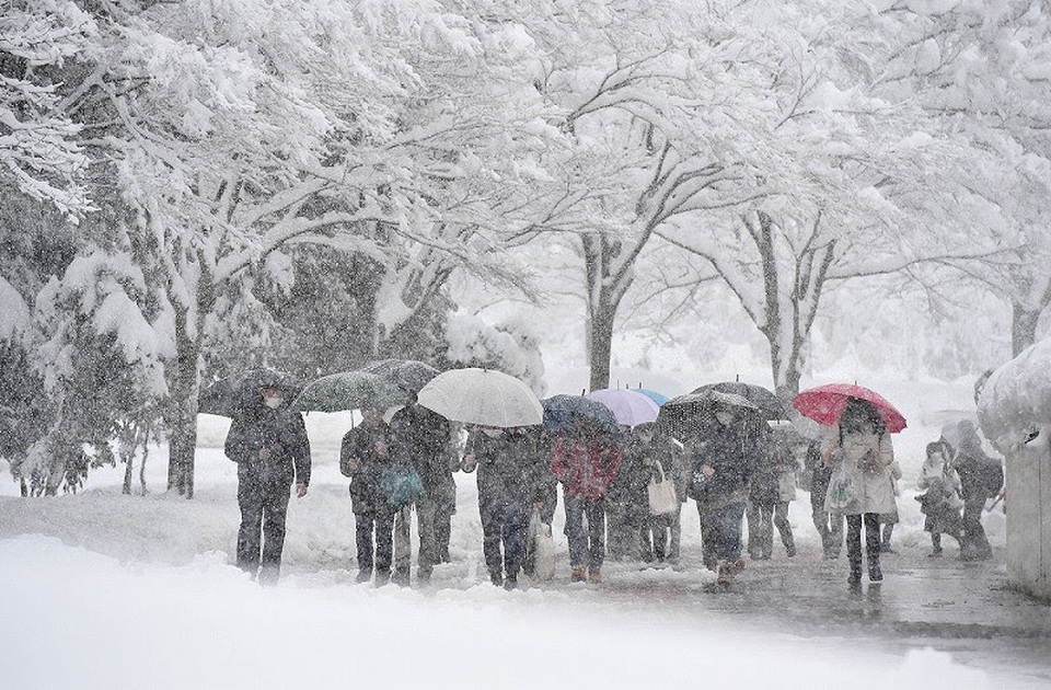 Chùm ảnh: Thí sinh Nhật Bản đội tuyết đi thi đại học - 1 Thí sinh ở Nagaoka, tỉnh Niigata, đang đi bộ qua tuyết để tới điểm thi tuyển sinh đại học sáng ngày 14/1/2016. (Ảnh: Mainichi)