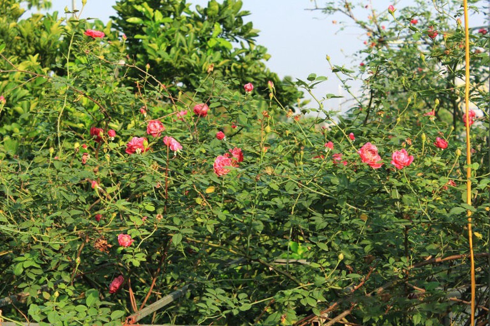 Trong các loại hoa hồng nội địa thì hồng cổ Sapa được ưa chuộng và săn tìm nhiều hơn cả. Loài hoa này được mang sang Việt Nam từ thời Pháp nên một số nơi còn gọi là hồng Pháp. Hồng cổ Sapa mọc khá sai hoa, bông to và dày cánh. Một cây hồng cổ Sapa đẹp, tuổi đời lâu năm có thể được trả giá lên tới hàng chục triệu, thậm chí cả trăm triệu.