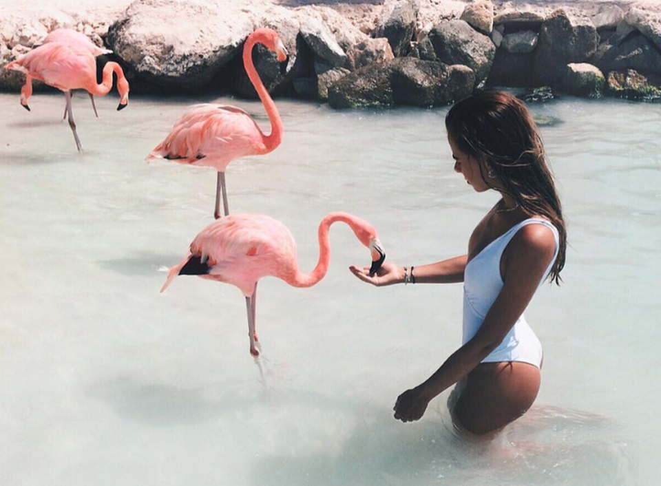 Bầy chim hồng hạc thân thiện hút khách tới thiên đường Caribbean - 2 Bầy chim hồng hạc thân thiện hút khách tới thiên đường Caribbean - 2