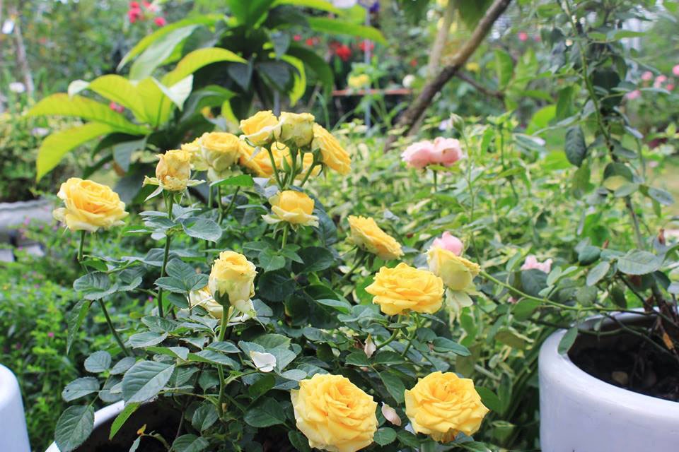 Những bông hồng khoe sắc quanh năm tạo nên vẻ đẹp độc đáo, ấn tượng cho khu vườn