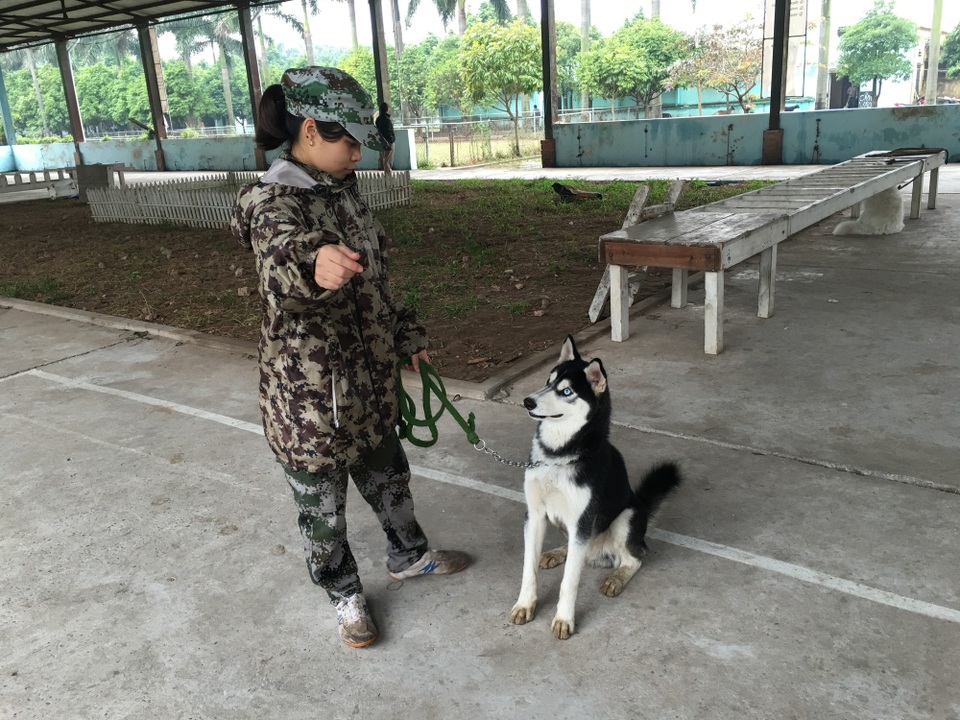 Qua thời nuôi chó trông nhà, cún cưng "đi học" như là sinh viên - 2 Ánh mắt chăm chú nhìn người hướng dẫn