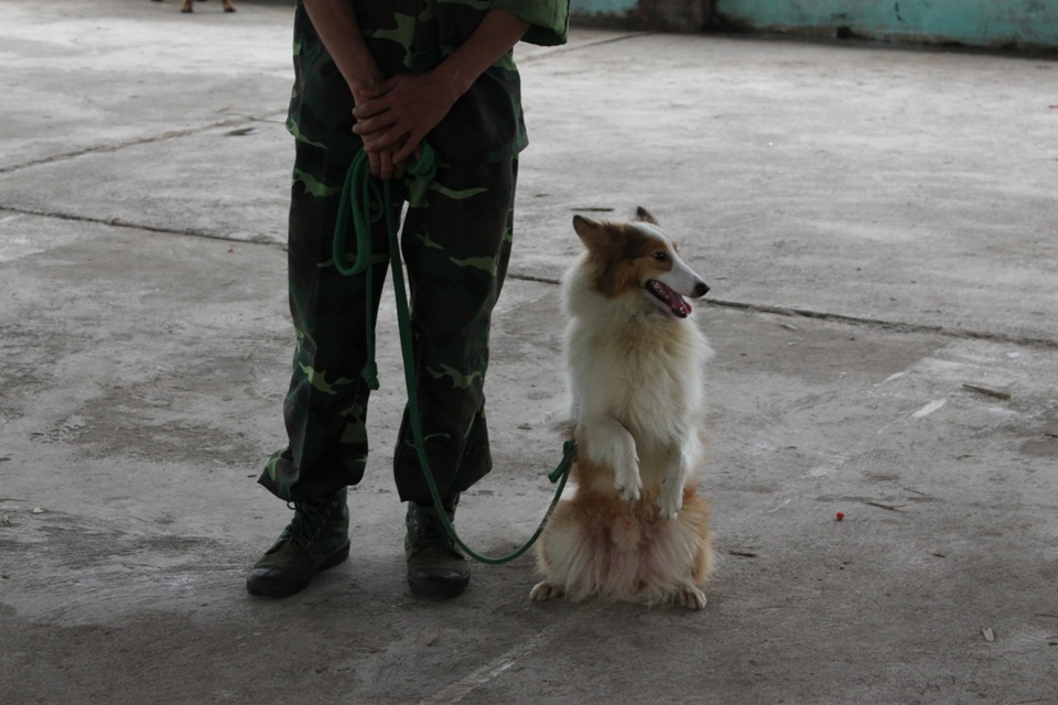 Đầu tư tiền triệu cho chó cảnh… đi học - 3 Sau một thời gian huấn luyện, chú chó có thể học được cách chào hỏi, đứng bằng hai chân.
