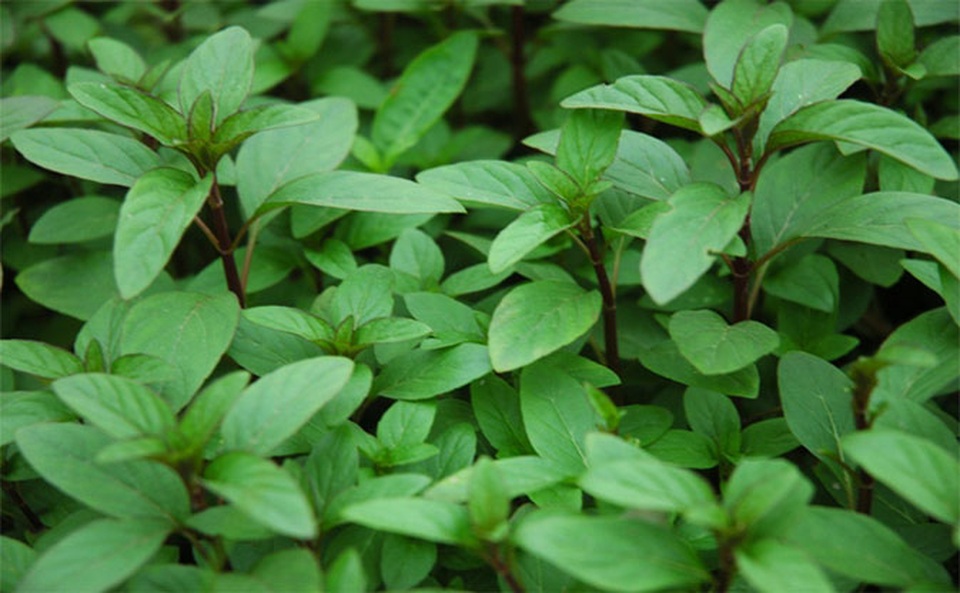 11 thực phẩm không nên để trong tủ lạnh vì dễ biến chất - 9 11 thực phẩm không nên để trong tủ lạnh vì dễ biến chất - 9