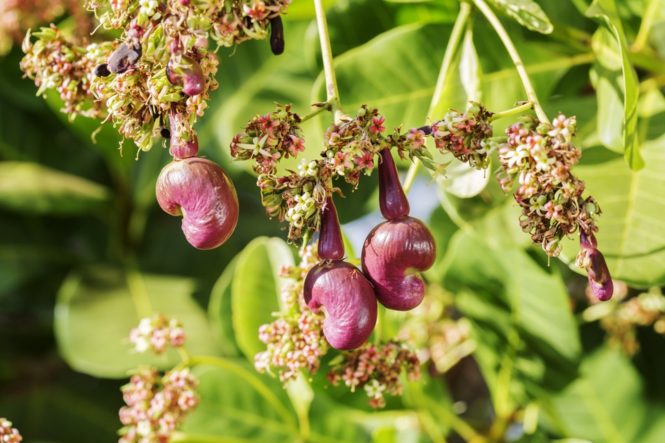 Giải pháp nào để ngành điều “bứt phá”? - 2 Giải pháp nào để ngành điều “bứt phá”? - 2