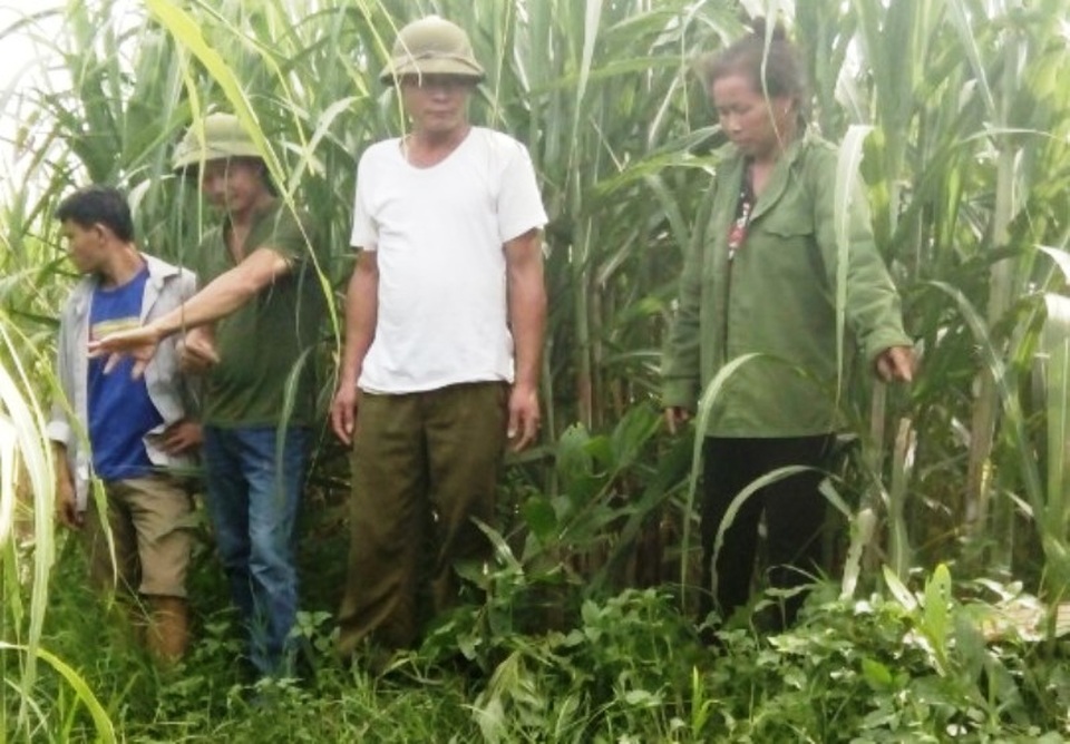 Bàng hoàng phát hiện vườn keo non bị chặt phá tan hoang - 1 Vườn keo của gia đình bà Lý bị kẻ xấu chặt phá