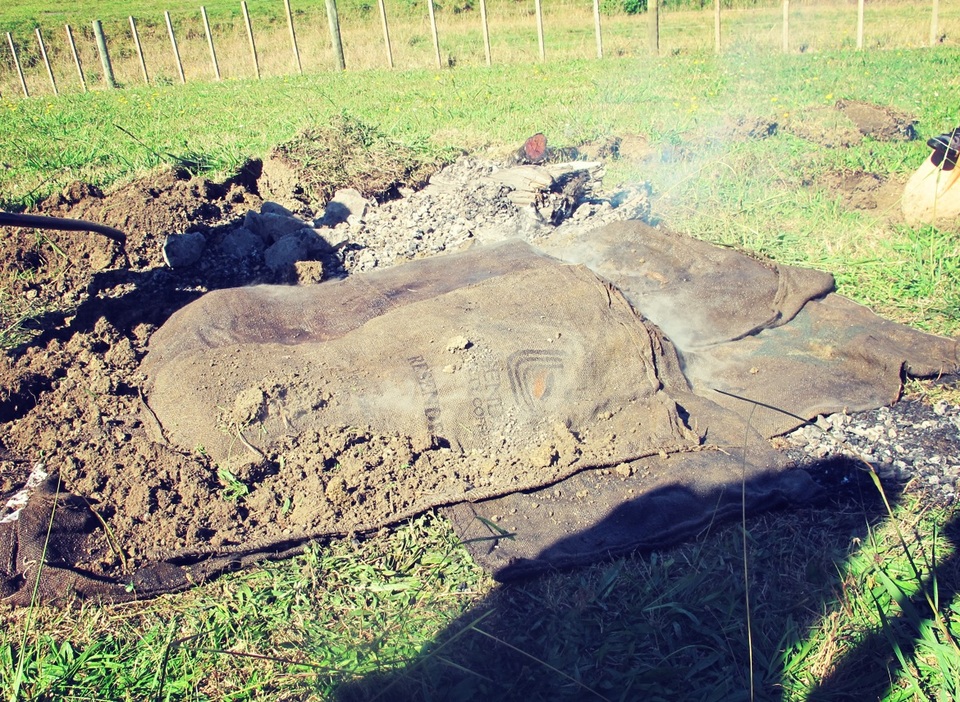 
Đất được lấp lại, phủ vải và nước lên để giữ ấm. Món Hangi cần tối thiểu 3 giờ mới chín thực sự
