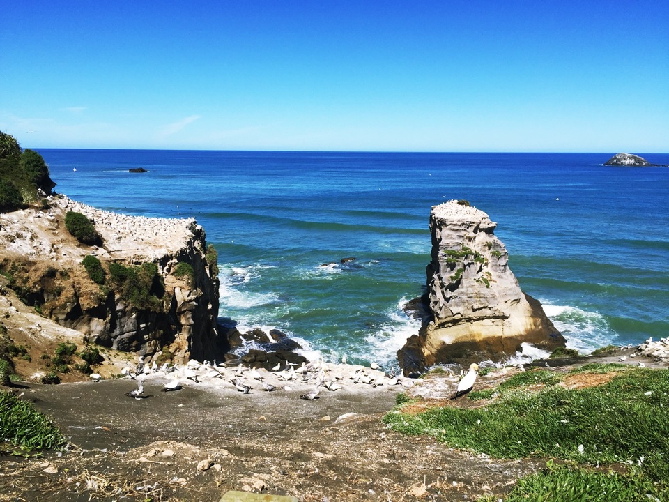 Những địa điểm “không thể bỏ qua” ở New Zealand - 3
Cũng tại bãi biển Muriwai, bạn sẽ được tận mắt ngắm những chú chim quý Gannet, loài chim biển có thể sống tới 35 tuổi, săn cá bằng cách sà từ trên cao xuống biển và theo đuổi con mồi dưới nước