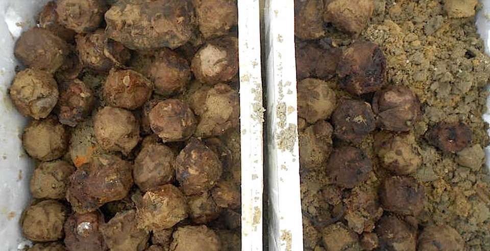 240 quả bom bi chưa nổ dưới ruộng lúa được bộ đội đưa lên bờ.