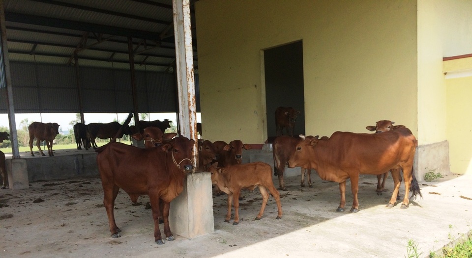 Dự án trồng chuối 4 triệu USD: “Thiên nga hóa thành vịt trời”! - 6 Nơi đây giờ trở thành một điểm lý tưởng cho những người chăn thả trâu bò.