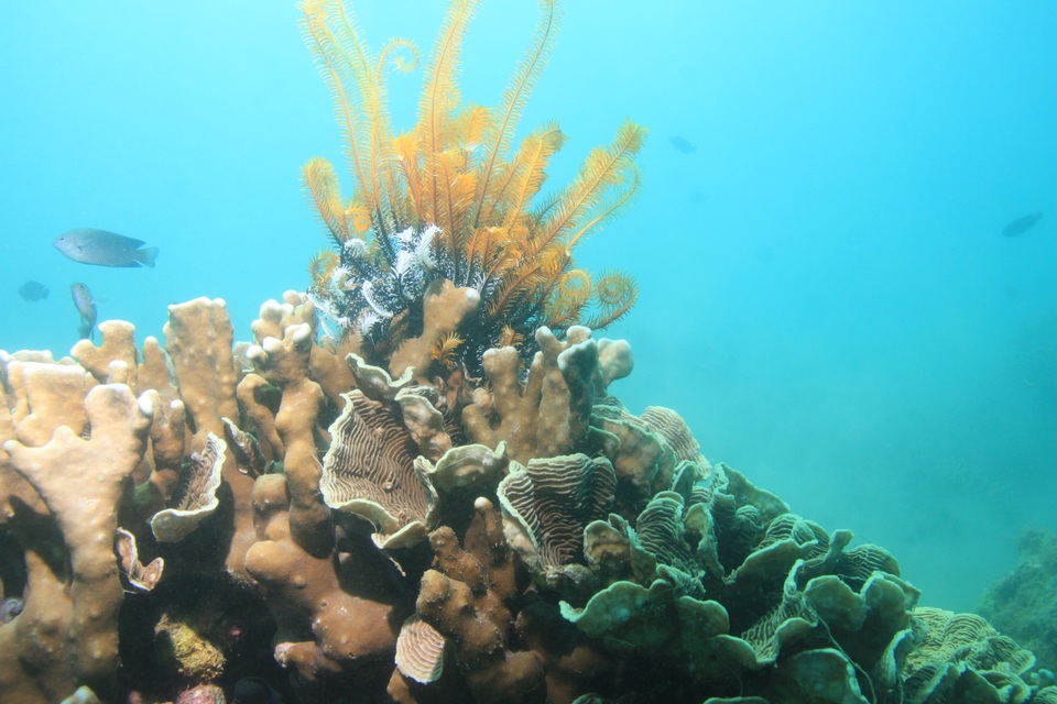 
Đây là nơi trú ngụ và sinh sống của nhiều loài cá
