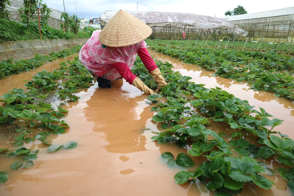 Nhiều khu dân cư và vườn tược ở Đà Lạt ngập sâu cả mét - 6 Nhiều vườn dâu đang trong thời kỳ thu hoạch bị ngập sâu trong nước, hư hại nặng