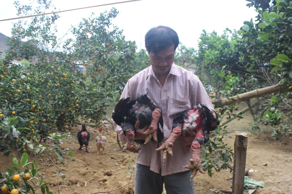Trại gà tiến vua "cháy" hàng dịp Tết Đinh Dậu - 5 Đây là những chú gà đã được khách đặt mua với giá 5 triệu đồng/con