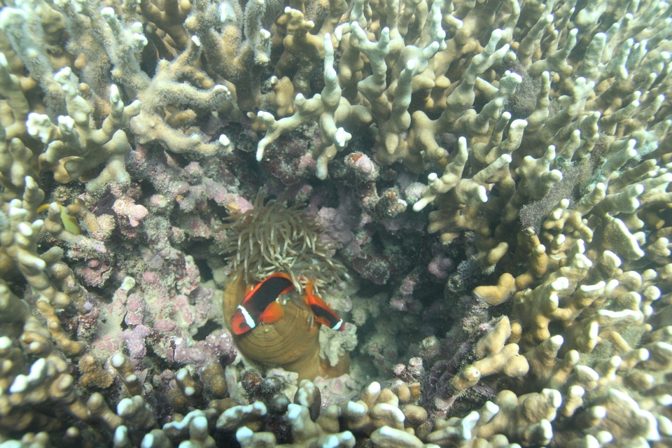 Thú vị lặn biển ngắm san hô ở Cù Lao Chàm - 3