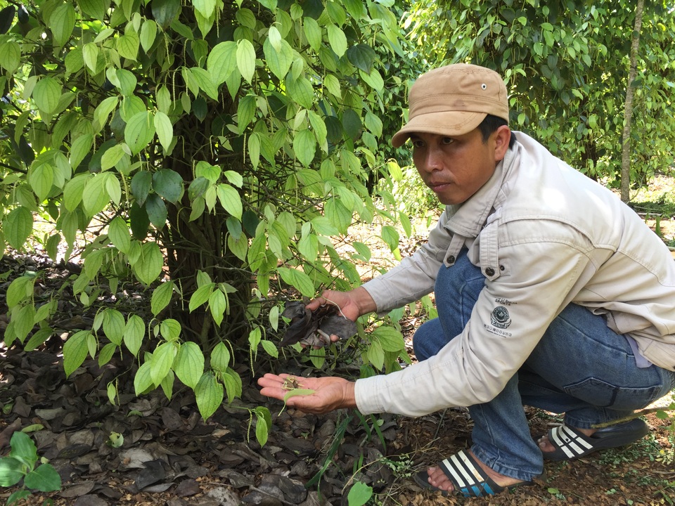 Tá hoả khi gần 1.000 trụ tiêu cháy lá, rụng quả sau khi bón phân - 1
Gần 1.000 trụ tiêu của gia đình ông Phú bị rụng lá, rụng chùm quả sau khi bón phân (ảnh CTV)