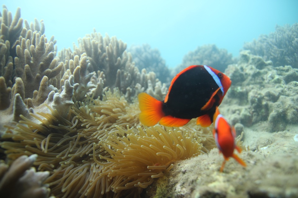 Thú vị lặn biển ngắm san hô ở Cù Lao Chàm - 5