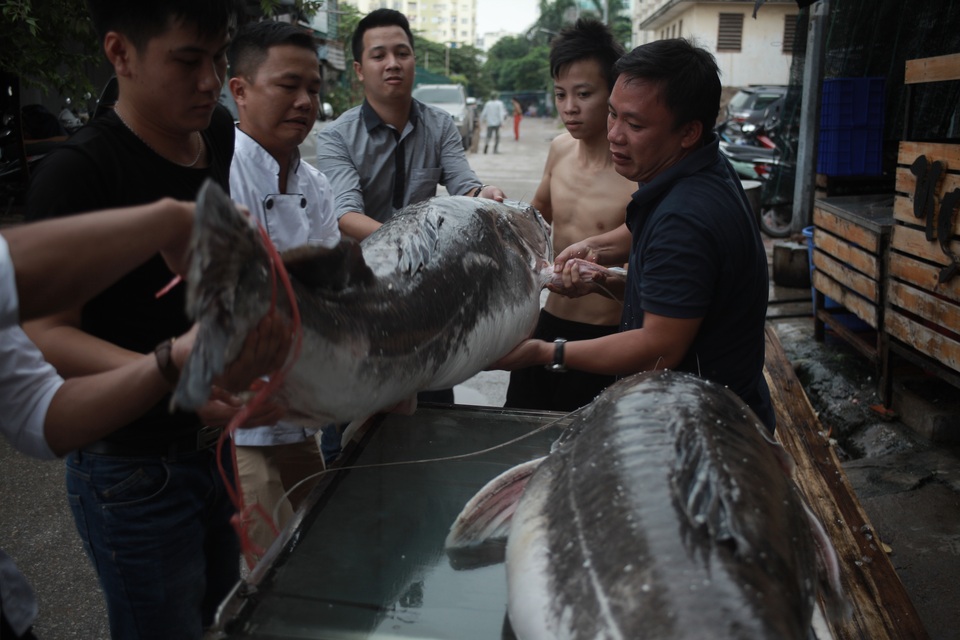 Cận cảnh cá lăng "khủng" giá 200 triệu đồng ở Hà Nội - 3 Dù không tiết lộ giá cụ thể, song nhà hàng này cho biết nếu tính theo giá thị trường cặp cá này có giá vào khoảng 200 triệu đồng.