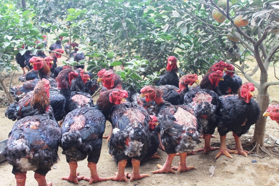 Trại gà tiến vua "cháy" hàng dịp Tết Đinh Dậu - 1 
Trang trại gà Đông Tảo của anh Tấn hiện nay đang có 400 gà mẹ, hơn 1.000 gà thịt để cung cấp cho thị trường Tết Nguyên đán sắp tới.